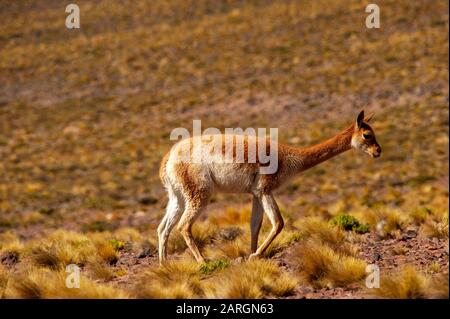 Vicuna weidete in der Nähe von Miniques, Lagunas Altiplanicas, Antofagasta, Chile Stockfoto