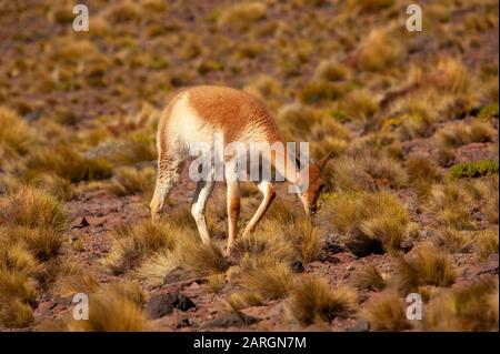 Vicuna weidete in der Nähe von Miniques, Lagunas Altiplanicas, Antofagasta, Chile Stockfoto