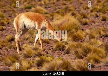 Vicuna weidete in der Nähe von Miniques, Lagunas Altiplanicas, Antofagasta, Chile Stockfoto