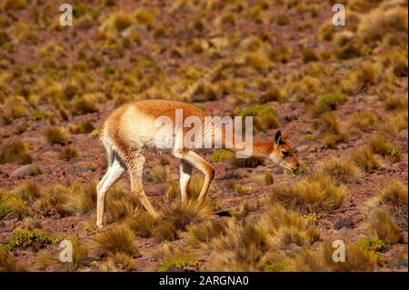 Vicuna weidete in der Nähe von Miniques, Lagunas Altiplanicas, Antofagasta, Chile Stockfoto