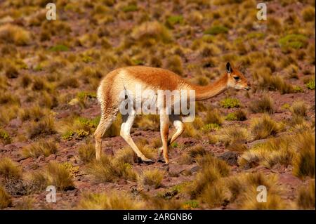 Vicuna weidete in der Nähe von Miniques, Lagunas Altiplanicas, Antofagasta, Chile Stockfoto