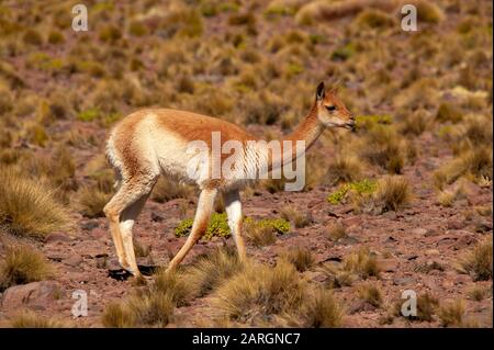 Vicuna weidete in der Nähe von Miniques, Lagunas Altiplanicas, Antofagasta, Chile Stockfoto