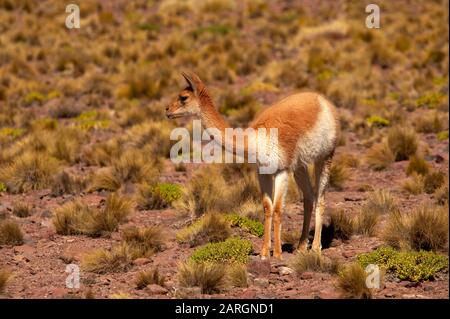 Vicuna weidete in der Nähe von Miniques, Lagunas Altiplanicas, Antofagasta, Chile Stockfoto