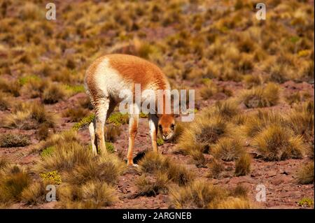 Vicuna weidete in der Nähe von Miniques, Lagunas Altiplanicas, Antofagasta, Chile Stockfoto