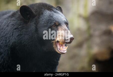 Osnabrücker Zoo, Deutschland. 28. Januar 2020, Niedersachsen, Osnabrücker: Schwarzbär 'Honig' isst im Schwarzbärengehege in der nordamerikanischen Tierwelt 'Manitoba' im Zoo von Osnabrück-Land einen apfel. Das Tier stammt ursprünglich aus Malta, wo es vor schlechten Haltungsbedingungen gerettet wurde. Foto: Friso Gentsch / dpa Credit: Dpa Picture-Alliance / Alamy Live News Stockfoto