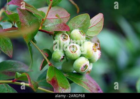 Grüne Blaubeeren wachsen auf einem Busch im Garten. Grüne und rote Blätter, die nach Regen mit Wassertropfen bedeckt sind. Organische Beeren wachsen, natürliches GA Stockfoto