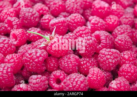 Saisonale Essenshintergrund ausgewählter Wald-Himbeeren Stockfoto
