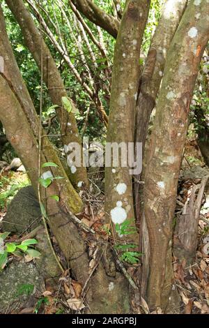 Zimtbaumstammbasis, (Cinnamomum verum), La Digue, Seychellen. Stockfoto