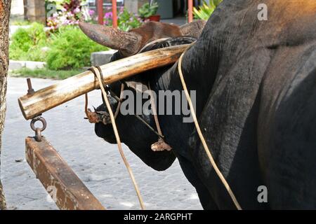 Ochsenkraftwagen, Ochsenkarossnah bei der Kokosnuss Plantage L'Union Estate, La Digue, Seychellen. Stockfoto