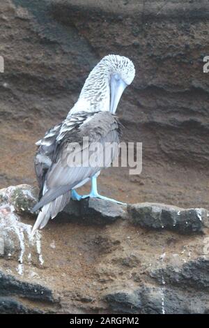 Blue-footed Booby für Erwachsene, Galapagos Stockfoto