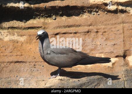 Brown Noddy, Galapagos Stockfoto