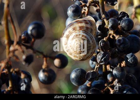 Traubenschnecke auf einem Haufen reifer und getrockneter schwarzer Trauben. Herbst-Weinberg bei Sonnenuntergang Stockfoto