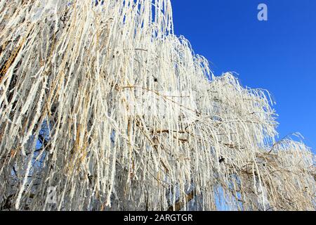 Winteridyllische Landschaft. Bäume mit Schnee bedeckt. Stockfoto