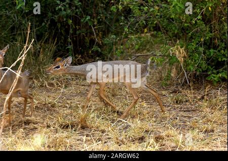 Kirk's Dik Dik, madoqua kirkii, Erwachsener steht auf trockenem Gras, Masai Mara Park in Kenia Stockfoto