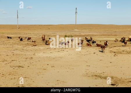 Kuhenkelherde grazen mit Kamelen in den Steppen Kasachstans. Aral District Stockfoto