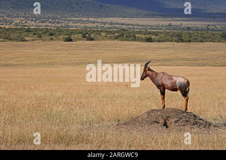 Topi, Damaliscus korrigum, Erwachsener, der auf dem Termite Hill steht, Masai Mara Park in Kenia Stockfoto