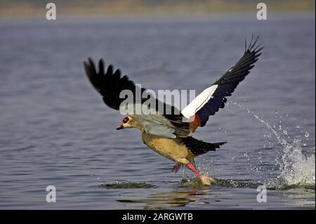 Ägyptische Gans, Alopochen Aegyptiacus, Erwachsenen ausziehen aus Wasser, Kenia Stockfoto