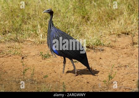 Vulturine Perlhühner, Acryllium Vulturinum, Erwachsenen in Masai Mara Park, Kenia Stockfoto