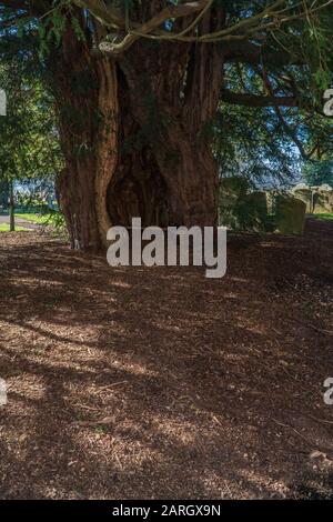 Uralter Eibenbaum mit ausgehöhltem Stamm und Sitzgelegenheiten im Inneren, Much Marcle Herefordshire UK. Februar 2019 Stockfoto