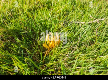 Apricot Club Pilze Clavulinopsis luteoalba Dartmoor South Devon UK. Oktober 2019 Stockfoto