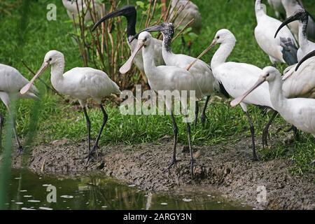 Weißer Spoonbill, Platalea leucorodia mit dem heiligen Ibis, Threskiornis aethiopica, Erwachsene und Unreife Stockfoto