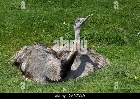 American Rhea, Rhea Americana, Female Standing on Nest Stockfoto