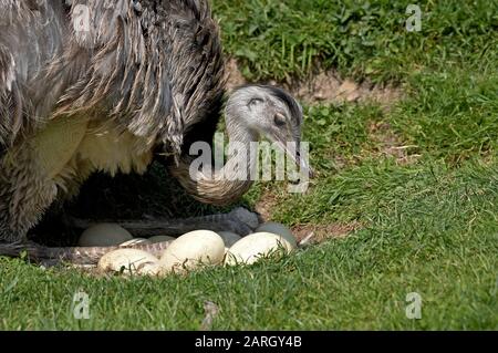 American Rhea, Rhea Americana, Female Standing on Nest, mit Eiern Stockfoto