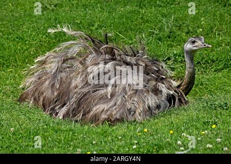 American Rhea, Rhea Americana, Female Standing on Nest Stockfoto