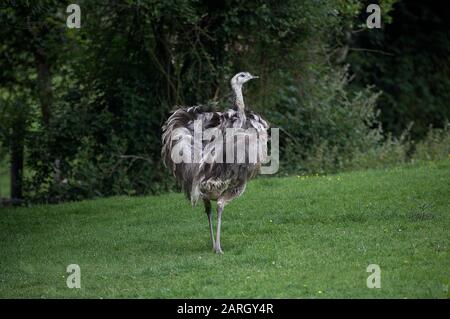 American Rhea, Rhea Americana, weiblich auf Gras stehen Stockfoto