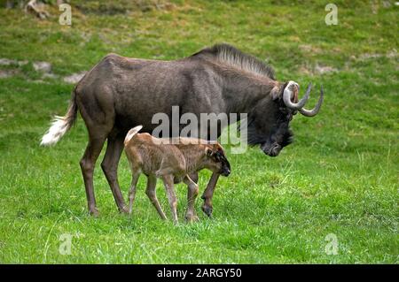 Schwarze Wildebeest, Konnochaetes gnou, Weiblich mit Kalb auf Gras stehend Stockfoto