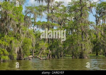 Verschneiten Egret im Atchafalaya-Becken, Breaux Bridge, Louisiana Stockfoto