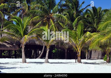 Palmen im Sand in Tulum, Mexiko Stockfoto