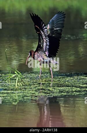 Hochglanz Ibis Wing Stretch im Salzmarschen Lebensraum, Stockfoto