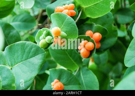 Orangefarbene dekorative Honigsucklebeeren auf grüner Pflanze Stockfoto