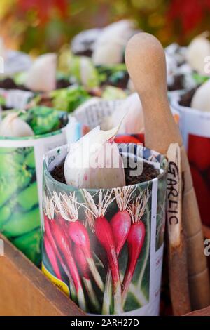 Säen von Allium sativum "Lautrec Wight" Knoblauch. Knoblauchzehen, die im Herbst mit einem Dibber in Papiertöpfe gepflanzt werden können. GROSSBRITANNIEN Stockfoto