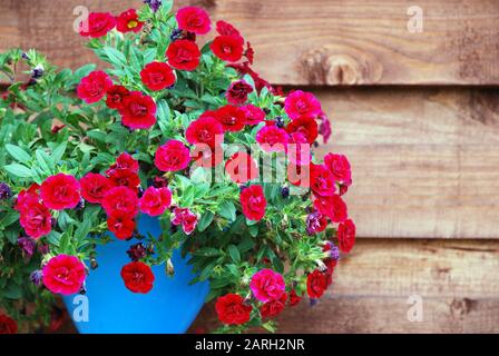 Tiefrote, ampelöse Mini-Petunia-Blumen in türkisblauem Topf vor Holzwandhintergrund. Superbells Calibrachoa Hybrid Stockfoto