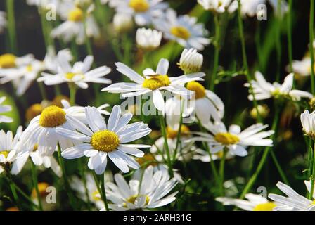 Wilde Kamillenblüten am sonnigen Tag, selektiver Fokus Stockfoto