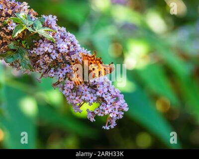 Comma Butterfly ( Polygonia c-Album ) Ruht Stockfoto