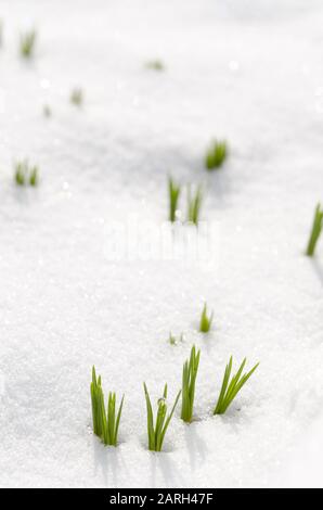Crocus Blumen entstehen durch Schnee im Frühjahr Stockfoto