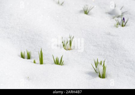 Crocus Blumen entstehen durch Schnee im Frühjahr Stockfoto