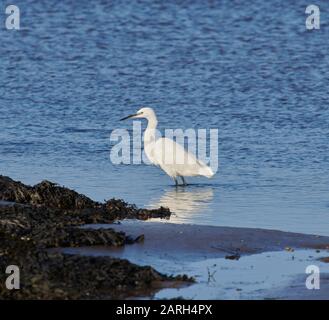 Little Egret (egret garzetta)) auf der Suche nach Lebensmitteln auf den Schlammflächen der Northumbrian-Küste, Ostengland, Großbritannien, GB. Stockfoto