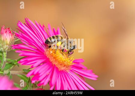 Biene sammelt Nektar auf einem Rosa aster Blume. Stockfoto