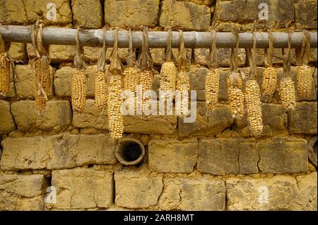 In der Sonne trocknende Maiskolben hingen an der Ziegelwand des Bodens. . Stockfoto