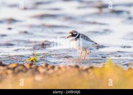 Flussregenpfeifer Regenpfeifer Stockfoto