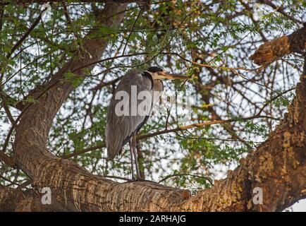 Graureiher Ardea cinerea Wild Bird stand auf Barsch der Niederlassung in großen Baum Stockfoto