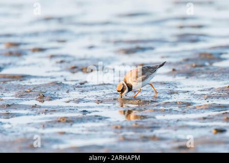 Umringter Plover auf schlampig, Schnabel im Schlamm Stockfoto