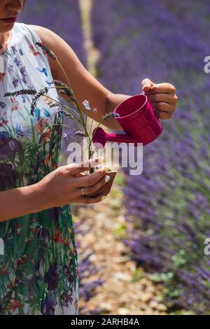 Junge Frau in einem Kleid steht mitten in einem Lavendelfeld, das eine verwässernde Topfpflanze wässert Stockfoto