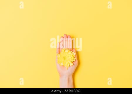 Draufsicht frische Blumenknospe in der Handfläche der Frau auf gelbem Hintergrund, flache Laienzusammensetzung. Stockfoto