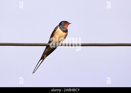 Scheune Schwalbe Vogel auf Draht (Hirundo rustica) Stockfoto