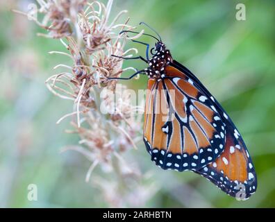 Ein Schmetterling des Monarchen, der im Morgengrauen auf einem getrockneten Yucca-Stiel ruht und sich von den Taupucken ernährt. Stockfoto
